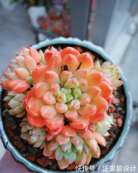 养多肉急不得，养护期间总结经验，少浇水保持干燥，有效减少死亡