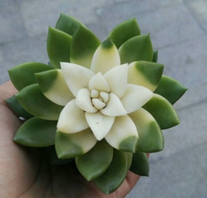 花商|在市场买花,要记住“四不买”,养花再也不踩坑,养好也是挺简单