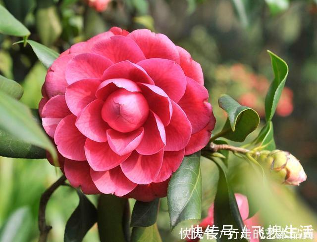 现在开始，2种花不能修剪，否则秋天见叶不见花！