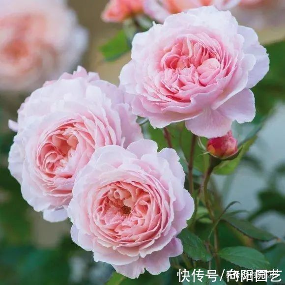 买回家的月季苗，叶子都掉了，采取“套袋”措施，很快长新芽