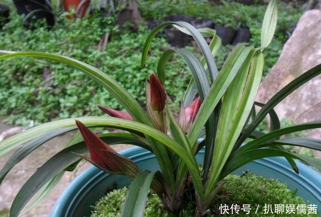  技巧|夏天养兰也有小技巧 学会了 花开满阳台