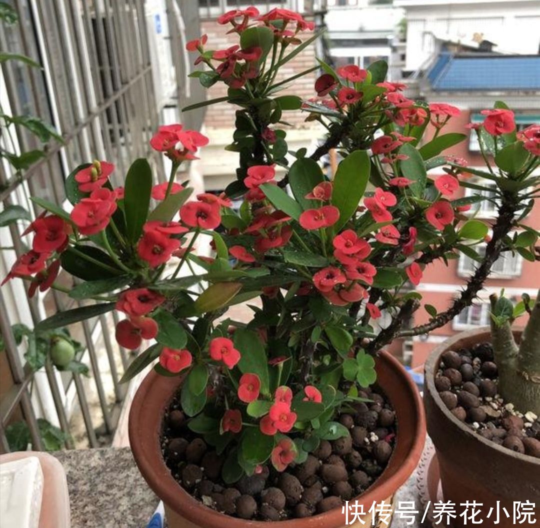 月季|适合夏天养的5种花，不怕热、不怕晒，照常开花