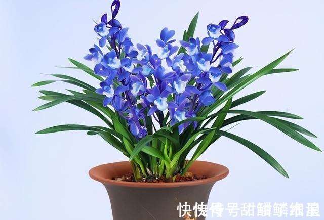 这款“蓝色”兰花,现在火得一塌糊涂,人称最美兰花,高贵也高雅!