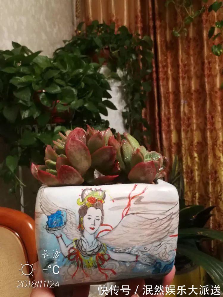 蚧壳虫|为肉痴狂!多肉植物也会用最美的容颜报答我们的勤劳付出!