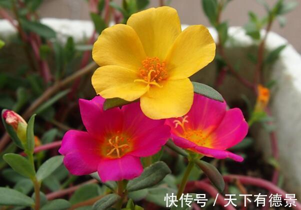 井水|夏天养花，浇水要特别注意，不然会对花卉造成伤害