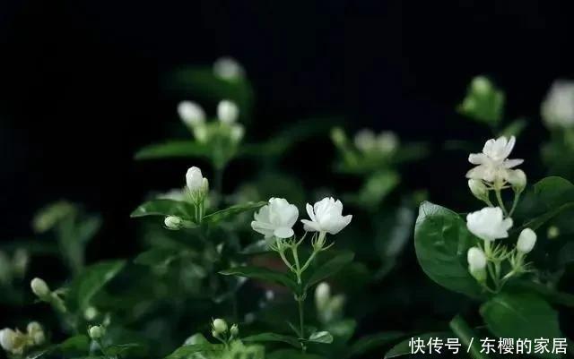 茉莉花夏天有“3怕”,想让开花多,香气浓,要注意避免