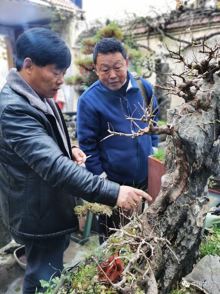  技艺|传播盆景技艺 相约千年古城