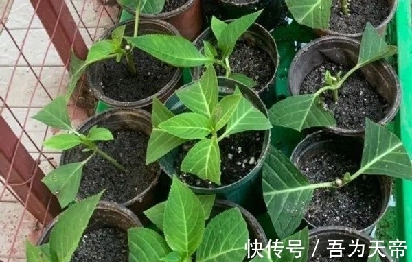 怎么提升扦插育苗的成功率？关键点全藏在这7步操作里