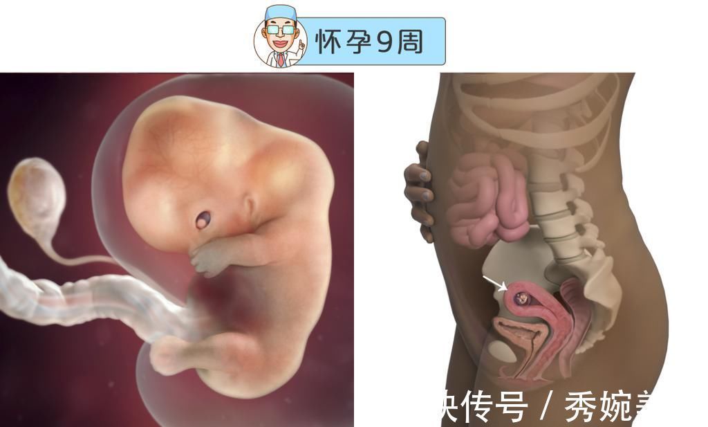 怀孕|最全的怀孕周期图鉴,感受从受精卵到婴儿的神奇变化!