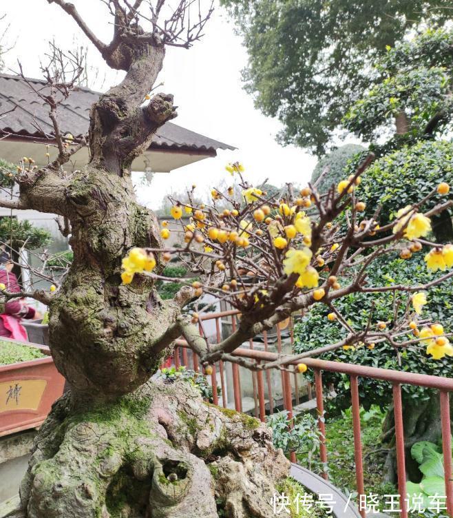 花盆|冬季观赏型花木：腊梅，盆栽记住4点，有枝有花，摆客厅超赞