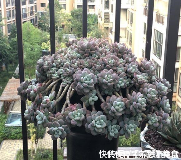 光照|家庭养多肉,掌握这7点,就没有养不好的多肉植物!