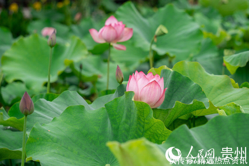 贵阳|贵阳白云：荷花盛开引客来