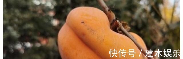 谢霆锋暴雨天给蔬菜打伞,引来6百万人围观,网友:这是什么操作