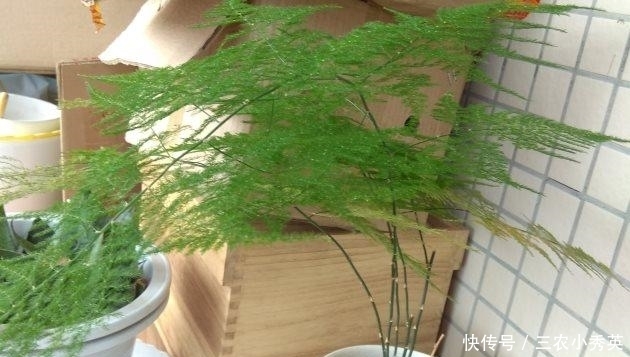 四季|文竹这样养, 枝叶翠绿, 四季常青!