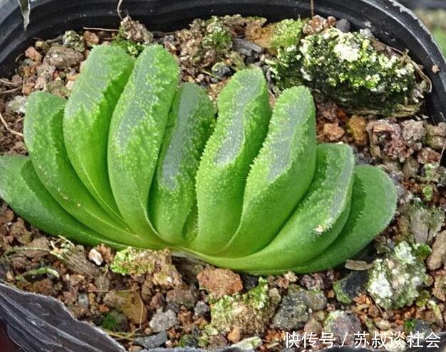 多肉植物 玉扇 怎么养 教你正确养护方法 叶片饱满又翠绿 快资讯