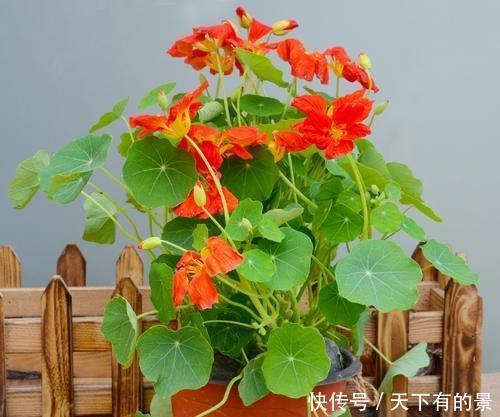 冬天养花我只选这一种,好养又漂亮,温度越低开花越美