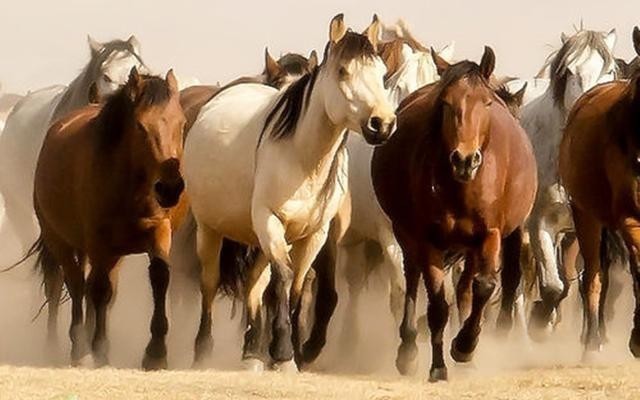 养马|一匹马引起的惨剧:从明代的马政角度,来窥探大明王朝的亡国之路