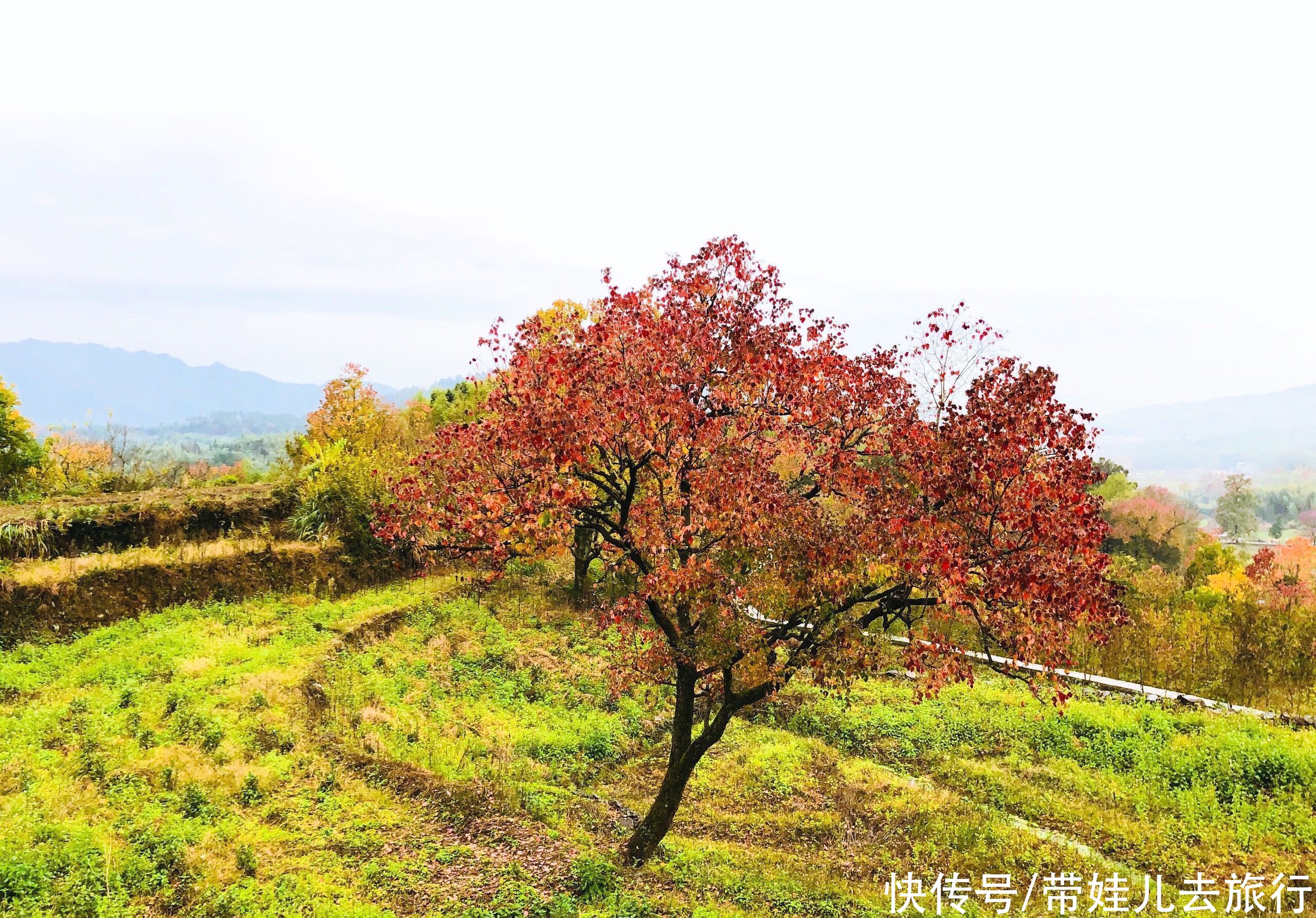 香山|中国有三大秋色观赏地，前两个是香山和九寨沟，另一个却是它