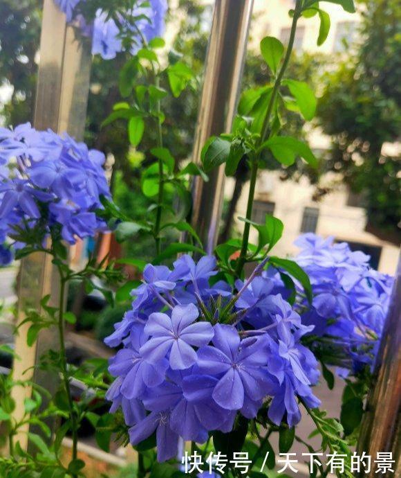 超长待机的3种花,一年开三季,好看又霸气,春天养一盆,刚刚好