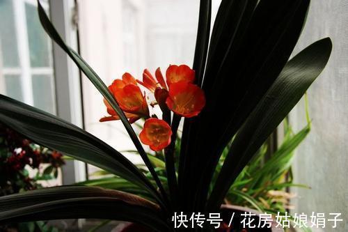 根顶叶|君子兰出现“根顶叶”现象，要及时发现，及时处理，否则危害大