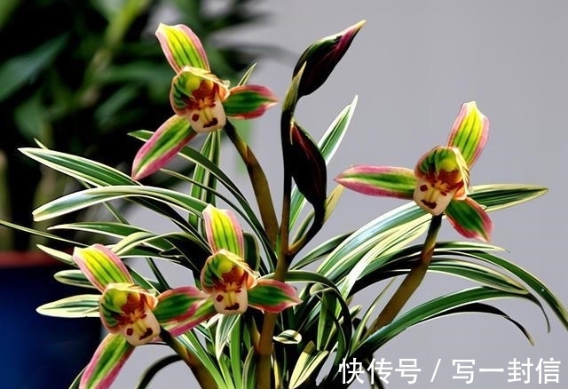 双色|极为少见的多色兰花,金边线艺,花香醉人,引得很多养花人喜爱它