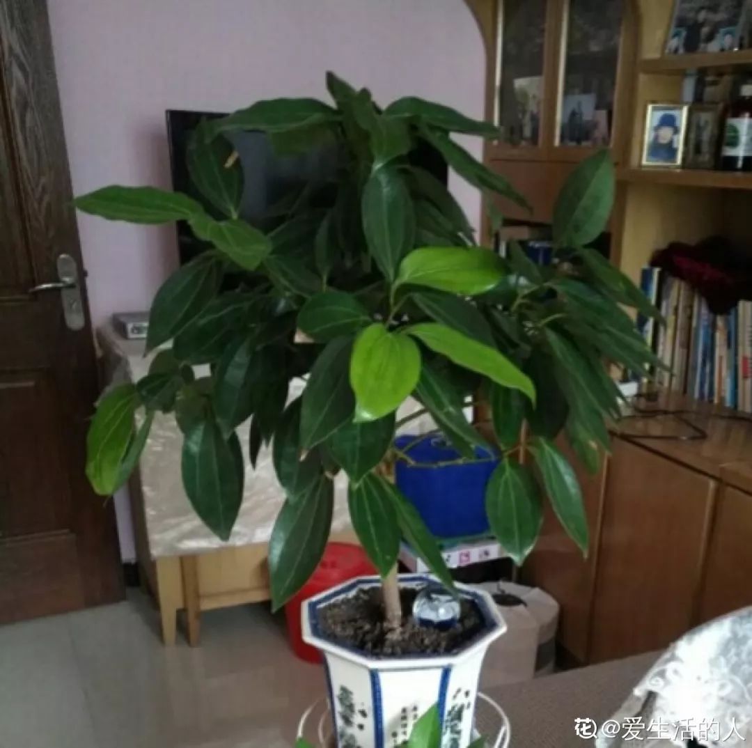 自制养花杀菌水,7天浇一勺,虫子全死光,再也不黄叶!