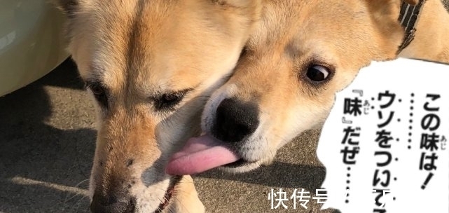 乔鲁诺|JOJO:两只狗演绎乔鲁诺和布姐的经典一幕,网友:撒谎的味道