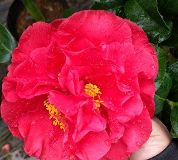 新手养花,不如养盆花中精品“茶花之王”,颜色艳丽,绚丽纷呈