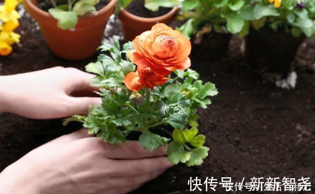 羊粪养花好?3个害处不知道,越养越心烦,还很容易养死