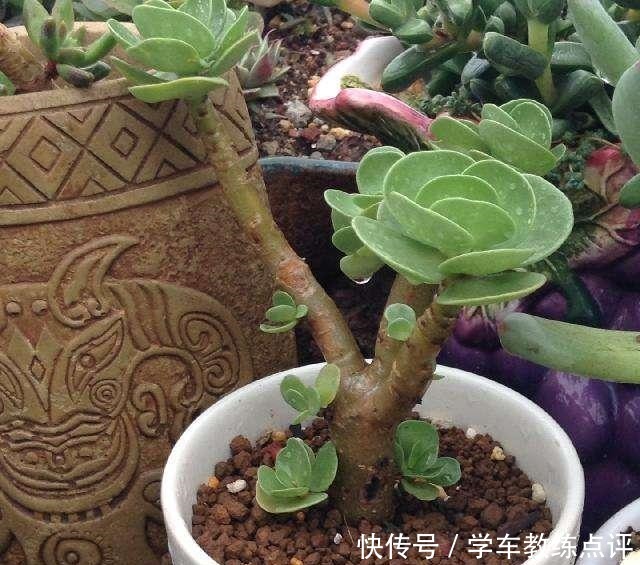 多肉品种多要会“挑”！这5种不能错过，旺福旺运家人也能受益！