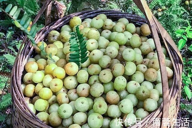 甘回味甜|7月才成熟,果肉又酸又苦,乡下小孩看了嫌弃,城里卖9元一斤