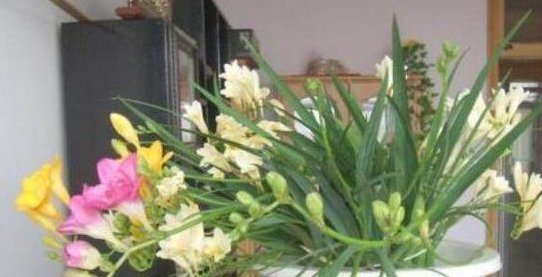 不想养吊兰绿萝了那就养这4种花，花开如海，一年能开300多天