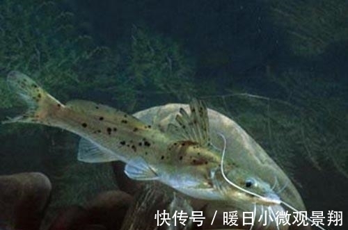 比甲鱼营养,一斤卖到300元,被誉为“淡水鱼之王”,却常被嫌弃