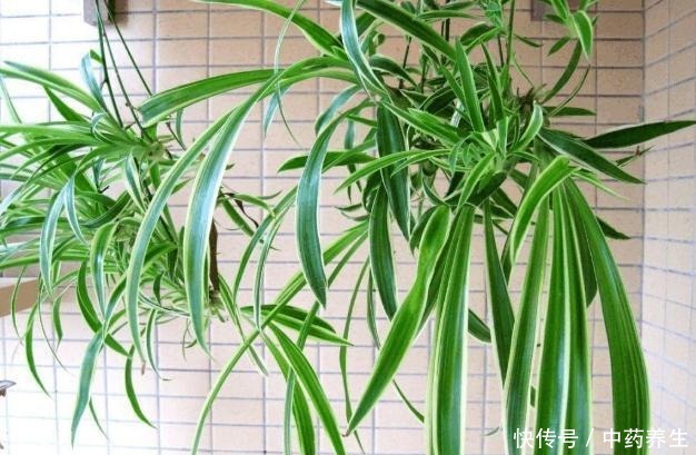 从厨房中找到这2样天然的生根剂,养花更无害、有趣!