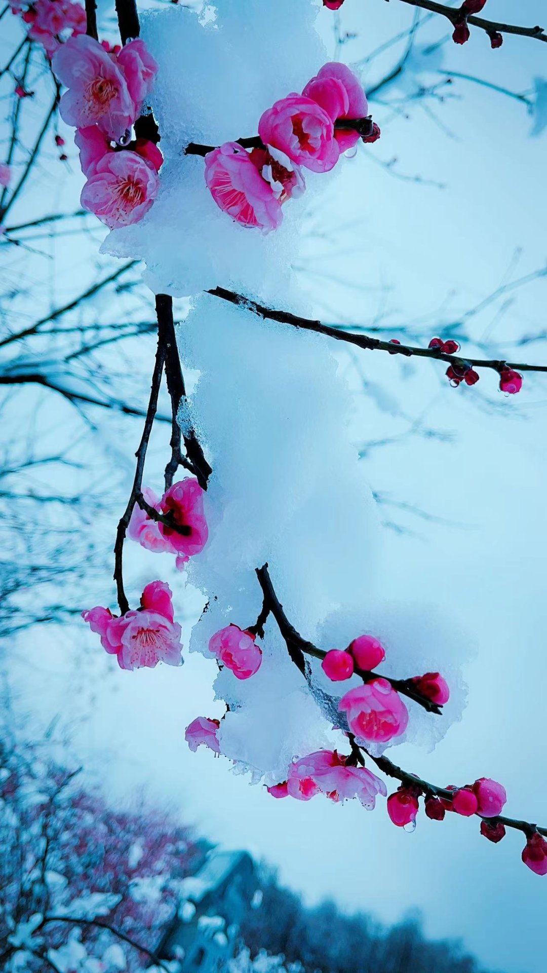 费玉清|踏雪寻梅暗香来，临安赏梅正当时~