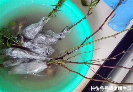 糖水|神奇的生根水，让各种半死不活的花卉瞬间长根，附生根水自制方法