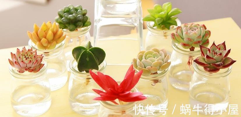 土培|水培养多肉该注意的地方