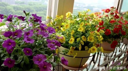 2月养花种草,面对着时冷时热的气候变化,园艺人该怎么做