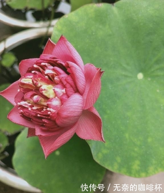 菊花|平日里送花,不要送碗莲,有人会忌讳