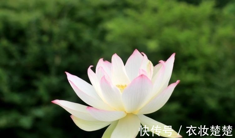 “四蒂睡莲”长什么样?一起来花博园看荷花、莲花群芳争艳