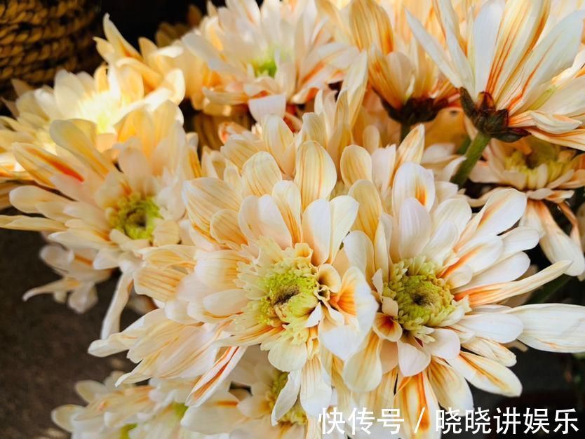 养花“走火入魔”的6种行为,只要符合4条,就是名副其实“花痴”