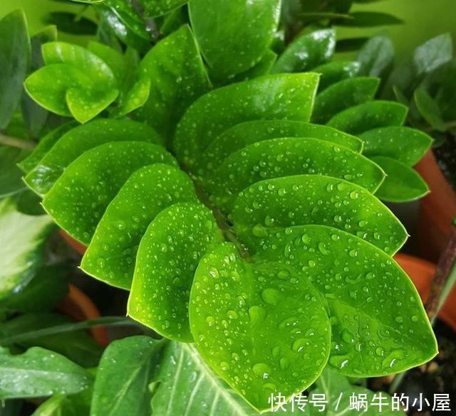 4种树适合摆放客厅里,好养、好看还旺运,我要几盆