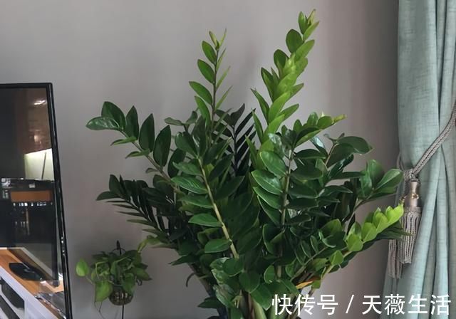 金钱树|客厅4种“耐旱”花,30天不浇水,反而爆盆,枝粗叶绿适合懒人