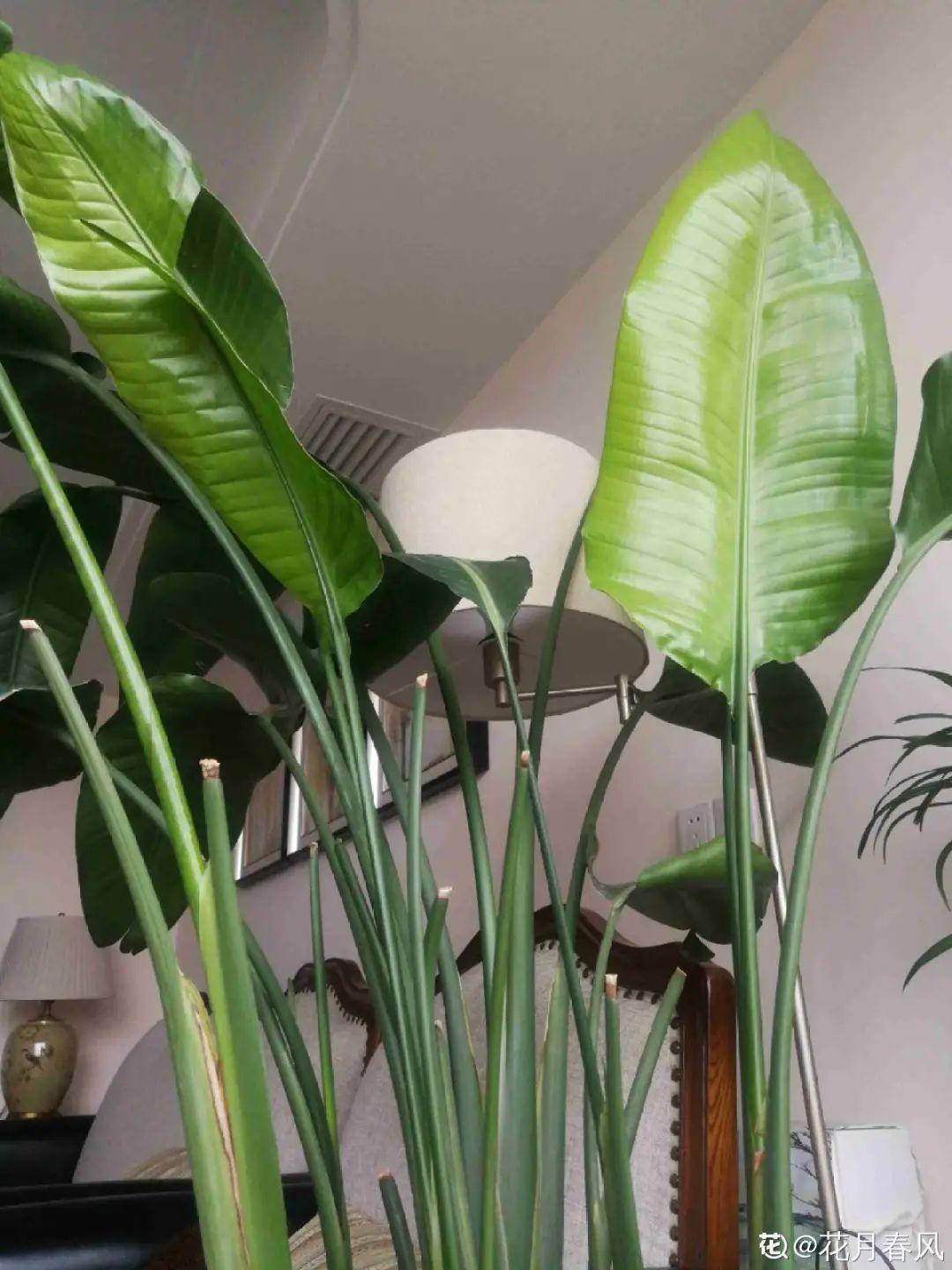 龟背竹是“吸废气”高手,家里放一盆,门窗紧闭也能空气清新!