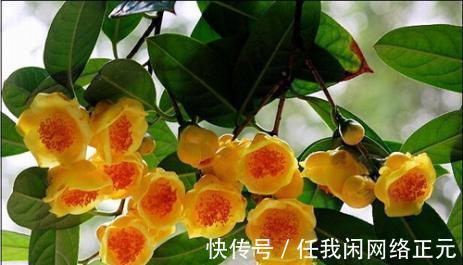 它被誉为是花卉界的“大熊猫”,观赏性强,泡茶煮汤效果更佳