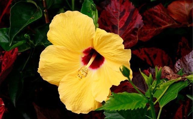 苗壮|扶桑花越冬很简单,4个方面做好后,苗壮来年开花多