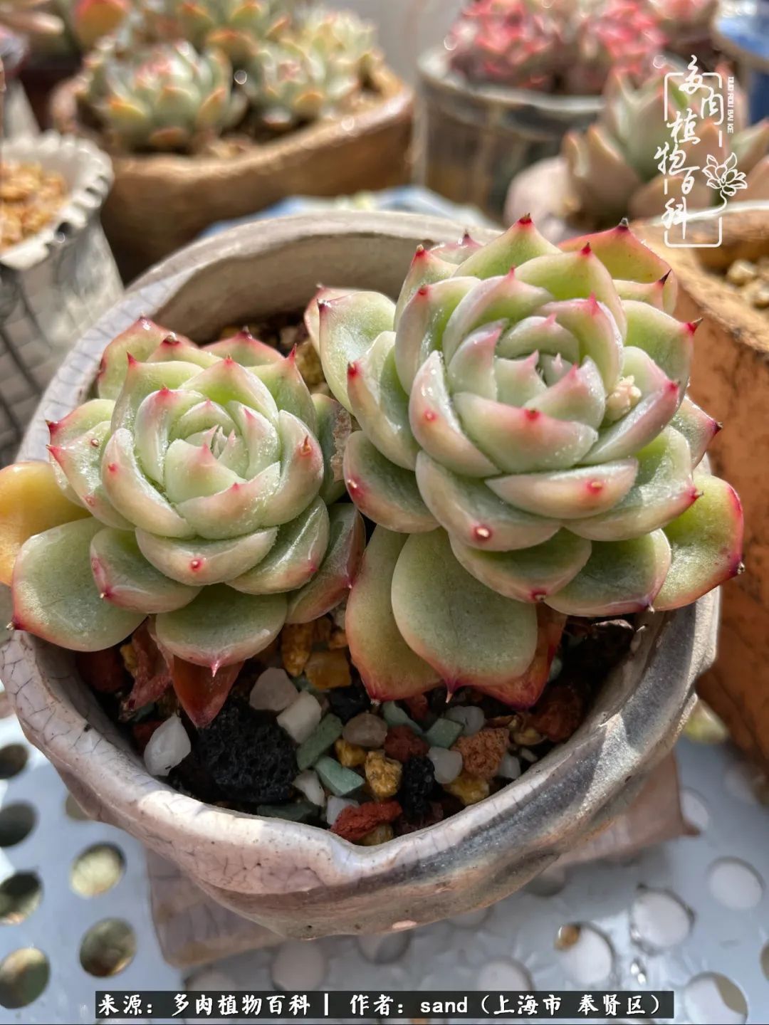 带着200多盆多肉，三个月搬两次家，是一种怎样的体验