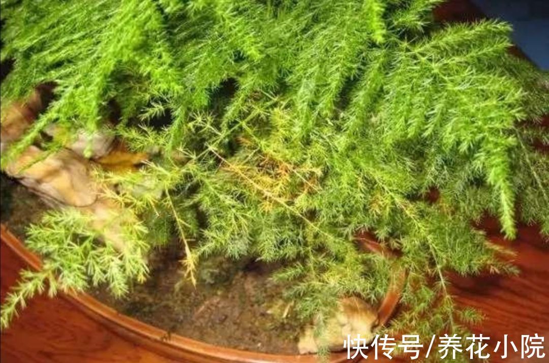 花卉|5种常见的“花卉植物”，总是出现烂根，原来问题出在浇水上