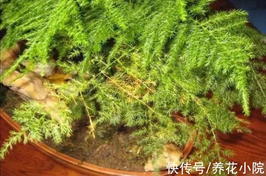 5种常见的“花卉植物”,总是出现烂根,原来问题出在浇水上