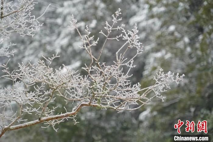 百山祖|浙江百山祖国家公园迎降雪 风景如画